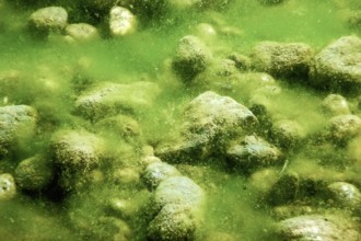 Rocks underwater on riverbed covered with green algae, water quality