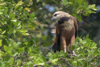 Fish Buzzard (Busarellus nigricollis), Pantanal, inland, wetland, UNESCO Biosphere Reserve, World