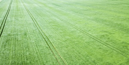 Aerial green wheat field. Aerial view large green field