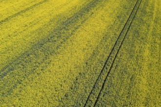 Aerial view of yellow rapeseed field. Aerial view agricultural fields