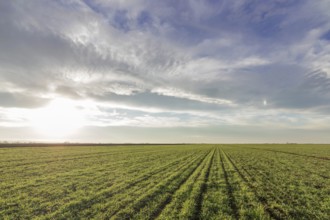 Wheat seedlings growing in a field. Young green wheat growing in soil