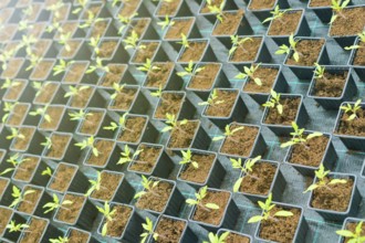 Sprouted Tomato. Potted Tomato Seedlings Green Leaves
