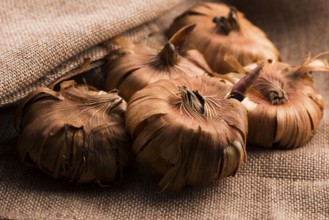 Gladiola bulbs ready to plant in the spring garden