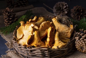Real chanterelles, a delight from the forest