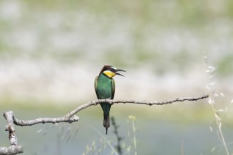 Merops apiaster, italy