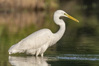 Great egret (Ardea alba) fishing in a river. Alsace, France, Europe