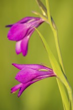 Marsh Gladiolus (Gladiolus palustris) in a botanical nature reserve in France