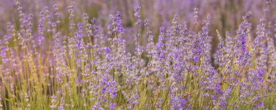 Violet purple lavender field close-up banner. Flowers selective focus, blur background