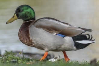 Male mallard duck (Anas platyrhynchos) resting by a river in spring. Bas Rhin, Alsace, France,
