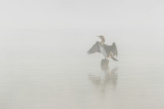 Great cormorant (Phalacrocorax carbo) perched on a branch drying the wings. Bas-Rhin, Alsace, Grand