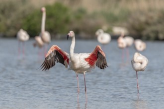 Flamingo (Phoenicopterus roseus) in a pond of a natural reserve. Saintes Maries de la Mer, Parc