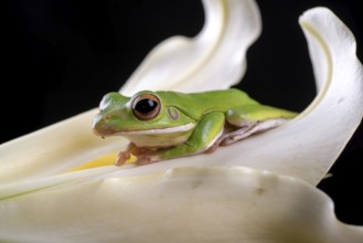 Green frog inside a flower petals