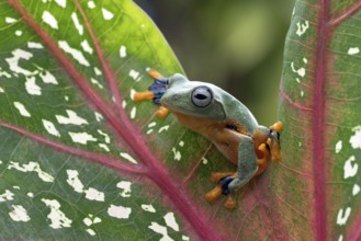 Green tree flying frog (Rhacophorus reinwarditii) sitting on a leaf
