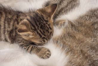Kittens snuggled up on her mother to suck on breast milk. France