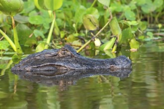 Spectacled caiman (Caiman crocodilus yacara), Crocodile (Alligatoridae), crocodile (Crocodylia),