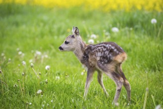 Young wild roe deer in grass, Capreolus capreolus. New born roe deer, wild spring nature