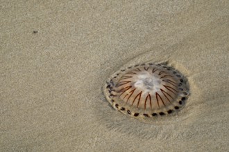 Compass Jellyfish in the sand