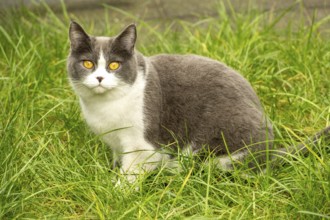 Cat in the grass in the morning