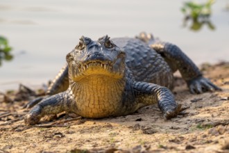 Caiman (Caimaninae), Crocodile (Alligatoridae), crocodile (Crocodylia), front view, close-up,