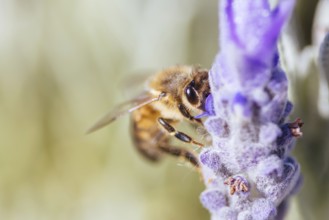 Closeup detail shot of a bee collecting pollen from lavender on sunny spring day in Axedale,
