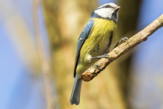 Blue tit on branch, Eurasian blue tit, (Cyanistes caeruleus)