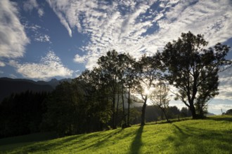 Trees just before sunset in a hilly landscape near the Austrian village Annaberg im Lammertal