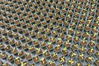 Baby plants growing inside of pots greenhouse nursery