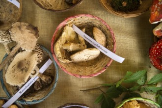 Exhibition of mixed mushrooms freshly picked in the woods