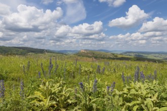Environment of La Roche de Solutre with vineyards, and the giant rock to climb on the background,