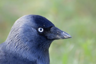 Portrait of a Jackdaw. portrait of a Jackdaw
