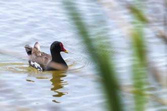 MoorhenSwimming on Water (Gallinula chloropus) Common Moorhen