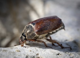 Cockchafer