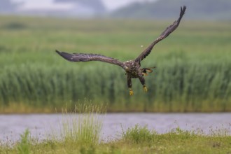 A white-tailed eagle (Haliaeetus albicilla) in flight over a green landscape with a background of
