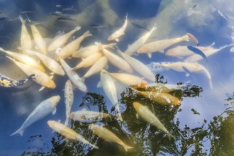 Closeup view on golden fish in pool in Tirta Gangga temple in Bali, Indonesia, Asia