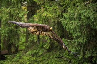 A majestic eagle in flight