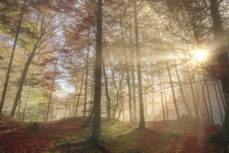 Representative image for the fall season, with a colorful forest, enlightened by sun rays that