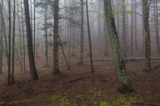 Fog landscape in spring forest at morning