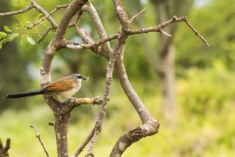 Burchell Cuckoo sitting on a branch with a butterfly in beak in Amboseli Park in Kenya