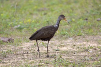 Side view of a Limpkin foraging on grassy ground, Pantanal Wetlands, Mato Grosso, Brazil, South