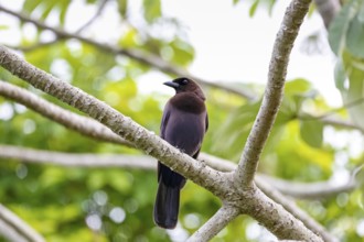Purplish Jay perched on a bare branch against green background, Pantanal Wetlands, Mato Grosso,