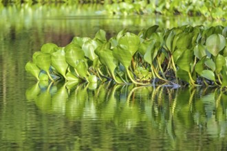 Close-up of Water Hyacinth leaves reflecting on the water surface in sunshine, Pantanal Wetlands,