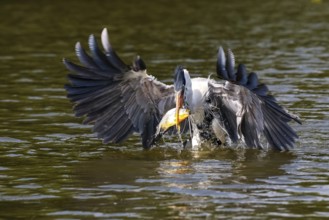 Cocoi heron catching a Pirhana in flight over river surface, spread wings, Pantanal Wetlands, Mato