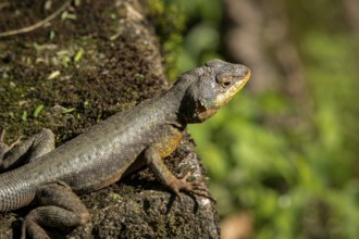 Close-up of a Brazilian Collared Lizard on a rock in sunshine, Iguazu Falls, Argentina, South