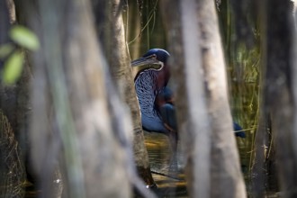 Agami Heron on a tree branch against green natural background, Pantanal Wetlands