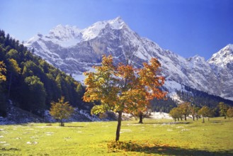 Maple tree in the large Ahornboden, Karwendel, Tyrol, Austria, Europe