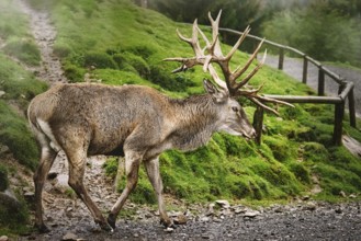 Mature Red Deer Stag with Big Antlers Obermaiselstein, Germany, Europe
