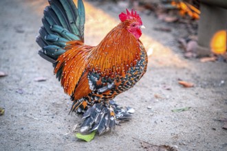 Colourful rooster (Gallus gallus domesticus) with impressive plumage on the ground, Eisenberg,