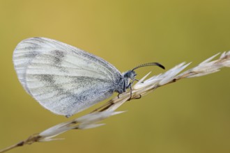 Mustard white butterfly, Leptidea sinapis