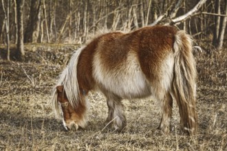 Little Brown Pony Grazes near the Forest Devnja, Varna, Bulgaria, Europe