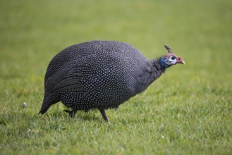 Helmeted guineafowl, Numida meleagris, sitting in a meadow, Namibia, Africa